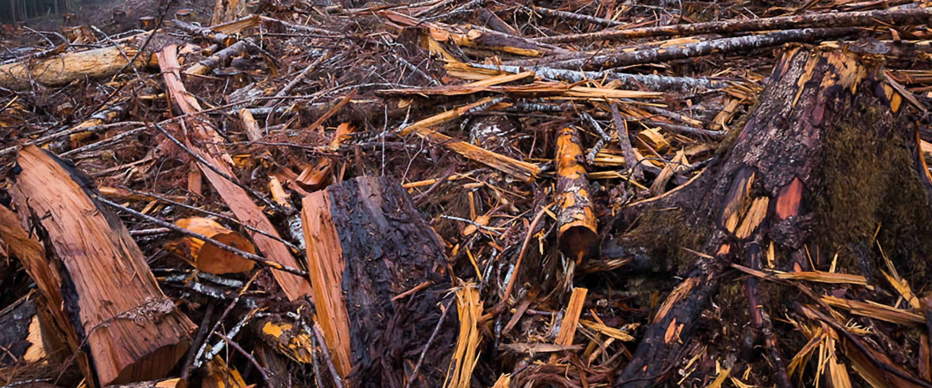 What Happens to Trees After They Are Cut Down?