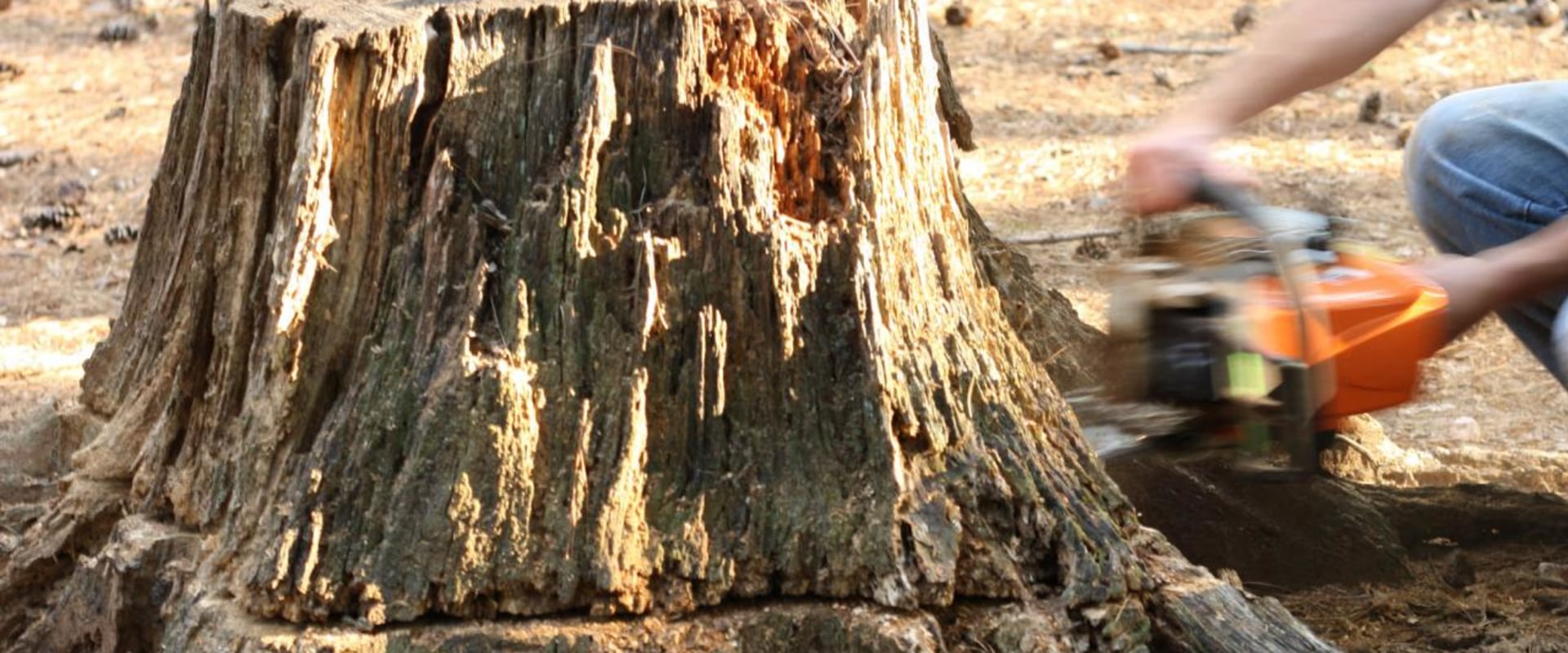 Is it Cheaper to Remove Stumps or Trees?