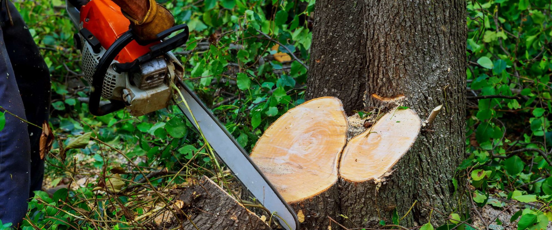 Who Can Remove Trees for Free?