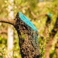 Will painting a tree stump stop it from growing?