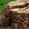 Is it better to grind a stump or dig it up?
