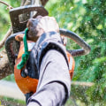 What questions to ask the tree removal service?